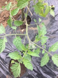 ミニトマトの主枝と脇芽の見分け方 レンタル畑で野菜づくり 週末農業体験