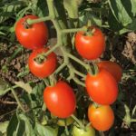 ミニトマトの収穫とバジルの収穫（摘心）