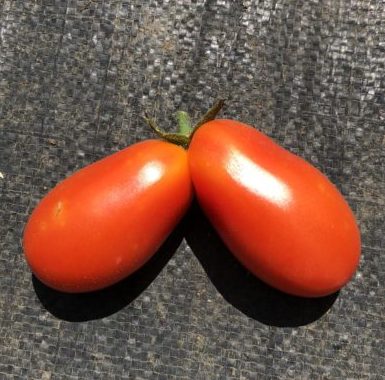 双子のミニトマトを収穫！バジルはジェノベーゼに。