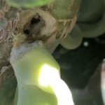 茎ブロッコリー３０週目。アリが茎内部に坑道形成？