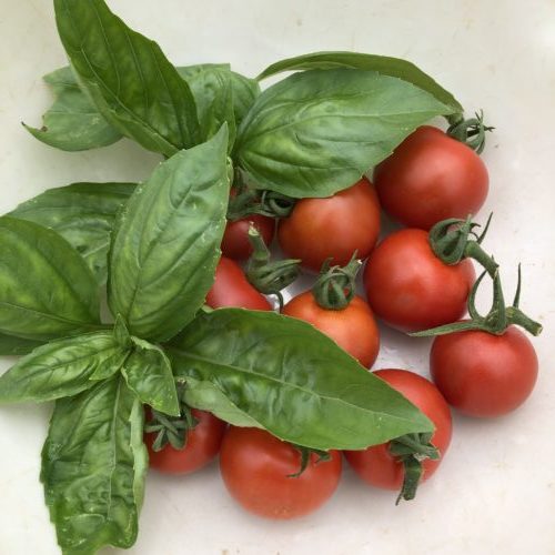 中玉トマト（シンディスウィート）１２週目。赤と緑のコントラスト収穫！