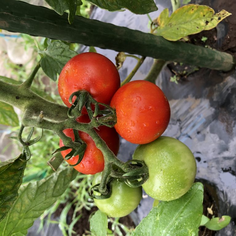 中玉トマト（シンディスウィート）１０週目。もうすぐ収穫です。