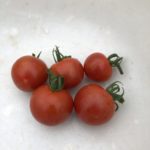 中玉トマト（シンディスウィート）１１週目。初収穫しました！
