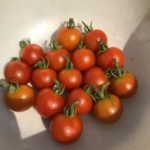 中玉トマト（シンディースウィート）１６週目。週間収穫数の更新！