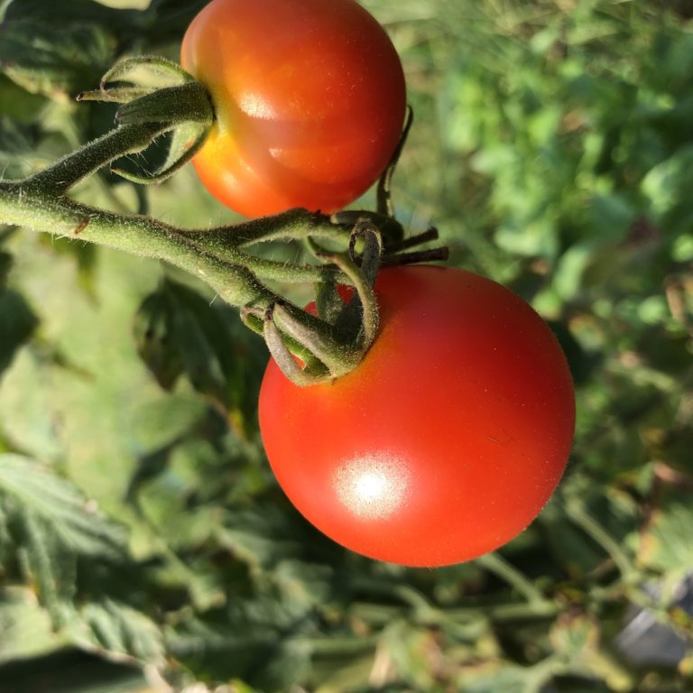 中玉トマト（シンディースウィート）１７週目。収穫は９月上旬くらいまで。