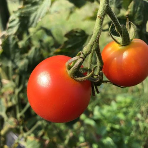 中玉トマト（シンディースウィート）１７週目。収穫は９月上旬くらいまで。