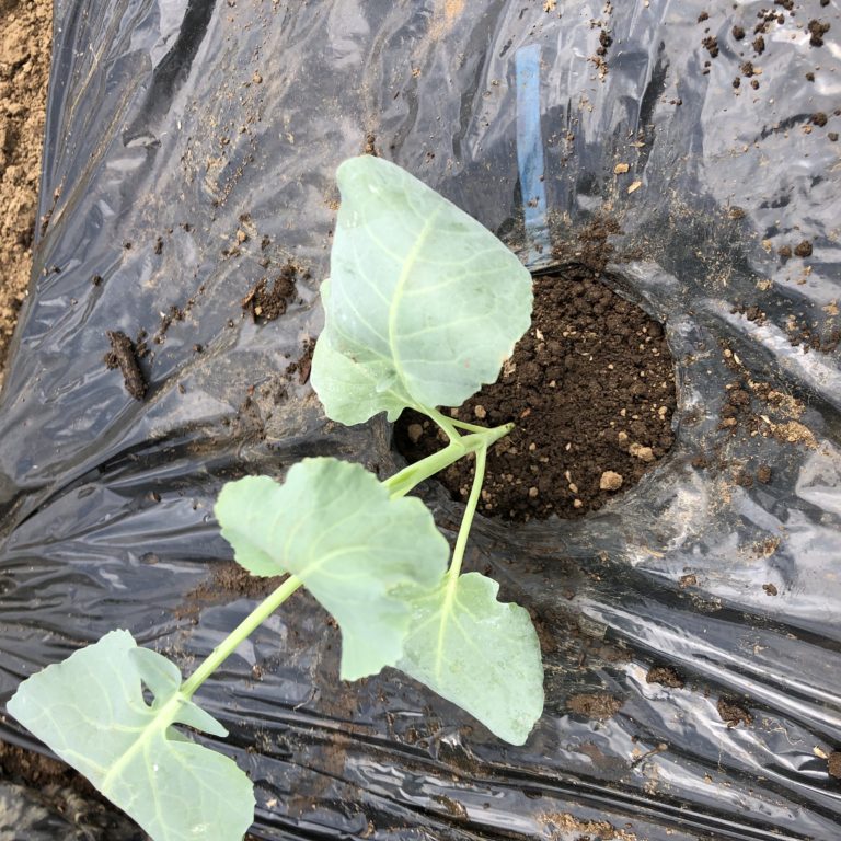 キャベツ、茎ブロッコリー１週目。１株ずつ定植しました。